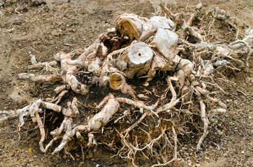 An old dead tree trunk