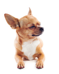 red chihuahua dog isolated on white background