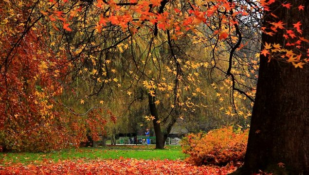 People in beautiful autumn park.