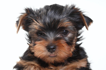 Portrait of breed Yorkshire terrier puppy on white background