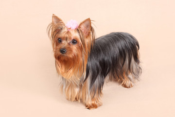 Yorkshire Terrier dog breed on a beige background