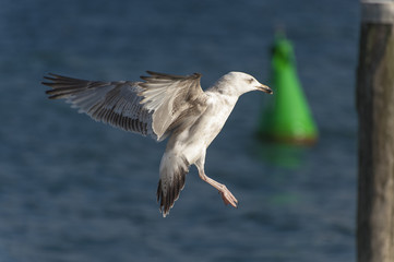 Möwe im Anflug