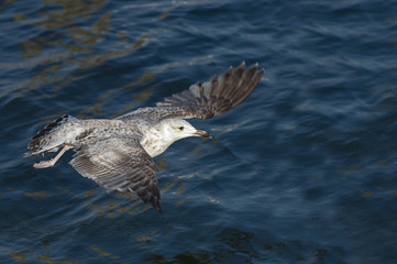 Möwe im Abflug