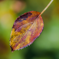 A Small Patch Of Autumn