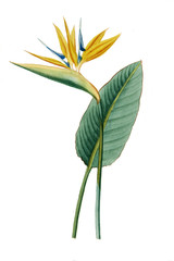 Color illustration of flowers in watercolor paintings