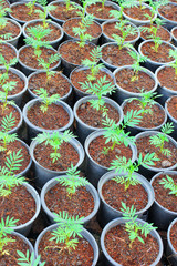 Green plant pots in a plant nursery