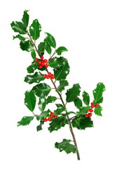 Naklejka premium Rameau de houx