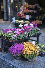 Fototapeta na wymiar Rynek kwiatów