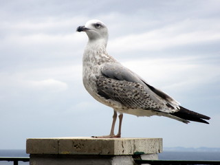 Gabbiano su una balconata