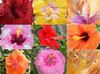 variétés d'hibiscus