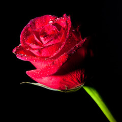 rose with water drops isolated on a black background