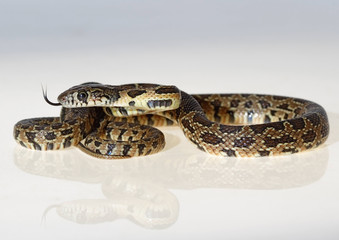 Fototapeta premium horseshoe snake