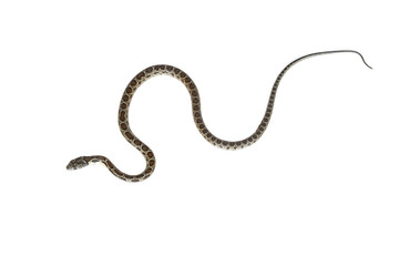 horseshoe snake