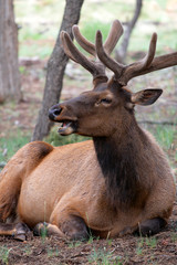Mule deers at Grand Canyon National Park, US..