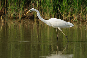 Airone bianco maggiore