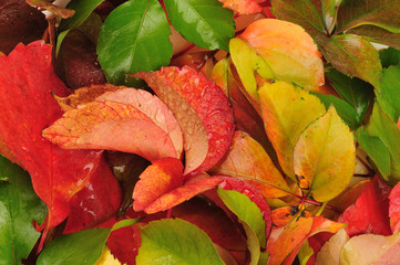 Fall - autumn leaves