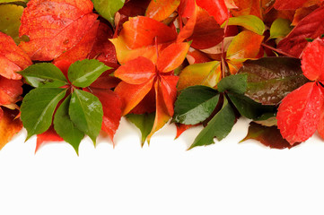 Fall - autumn leaves on white background like borders