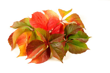 Fall - autumn leaves isolated on white background