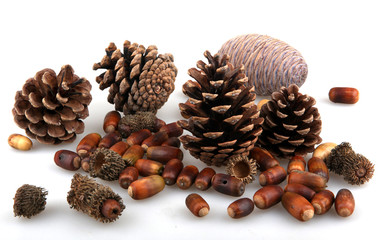 pine cones