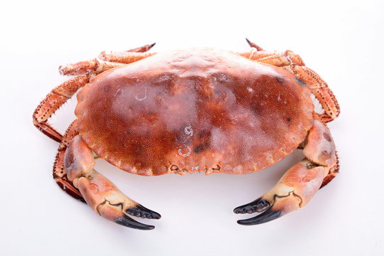 isolated crab