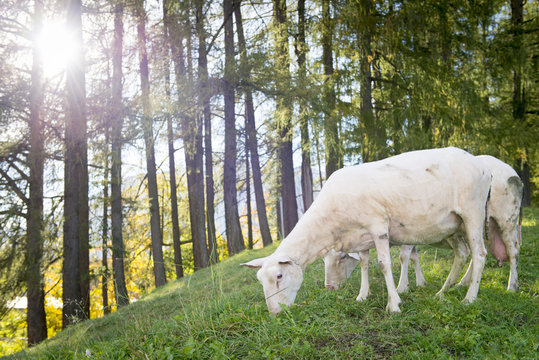 sheep graze at hill with forest in back and sun back light