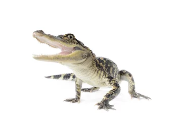 Fototapeten Amerikanischer Alligator © Eastman Arts