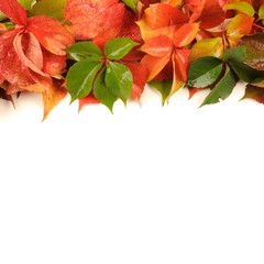 Fall - autumn leaves on a white background like borders