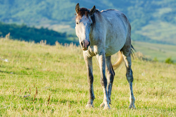 Lonely horse at the meadow