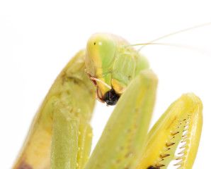 Portrait of a praying mantis on a white background. macro