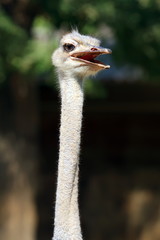 Head of an ostrich