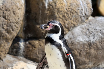 Humbols Penguin