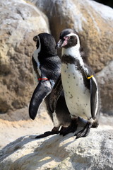 Humbols Penguin