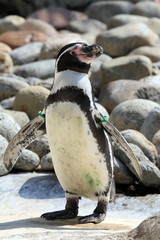Humbols Penguin