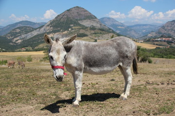 Ane Sarde
