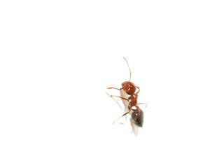 ant on a white background. macro