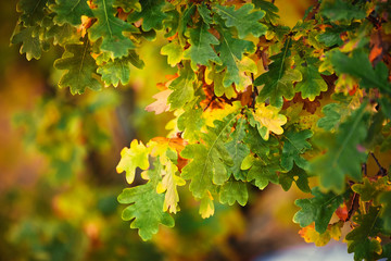 autumn leaves background