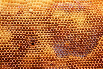 Panales, colmena de abejas, Tabuyo del Monte, Le&oacute;n.