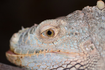 Amazing Iguana specimen