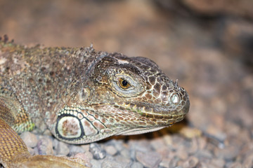 Fototapeta premium Amazing Iguana specimen