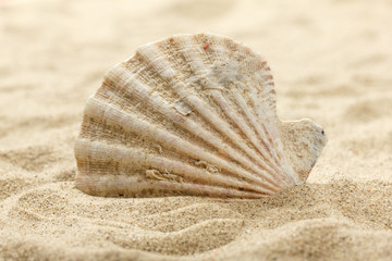 Sea shell stuck in sand