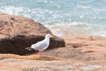 White seagull on the large granite stone
