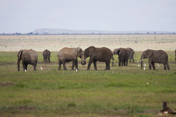 Fototapeta na wymiar Stado słoni