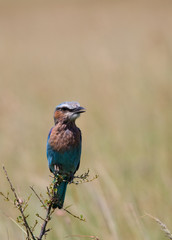 Tordo africano