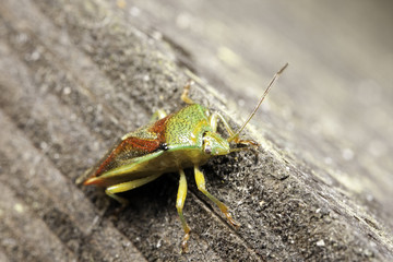 Green stink bug