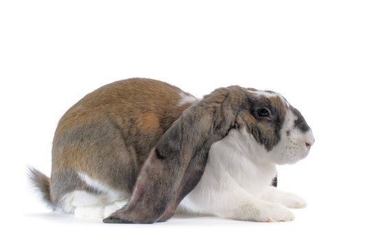 English Lop Rabbit