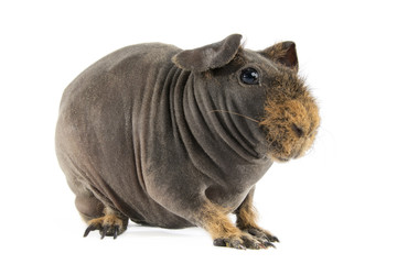 Guinea Pig