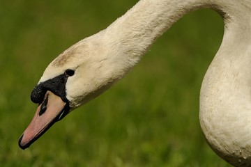 Cigno reale