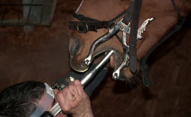 Equine dentist