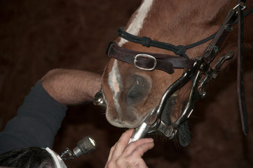 Dental examination