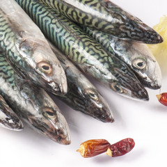 mackerel fish